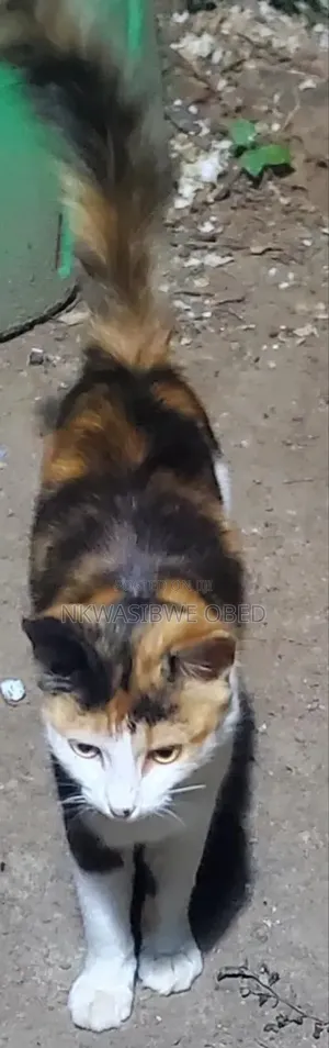 1-3 months Female Mixed Breed American Bobtail