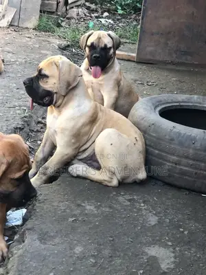 1-3 months Male Purebred Boerboel