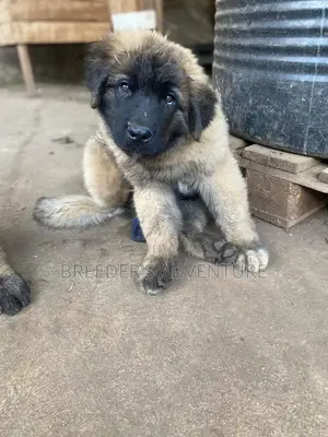 1-3 months Female Purebred Caucasian Shepherd