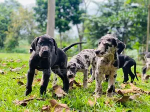 1-3 months Male Purebred Great Dane