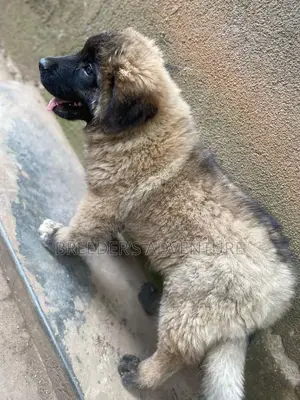 1-3 months Male Purebred Caucasian Shepherd
