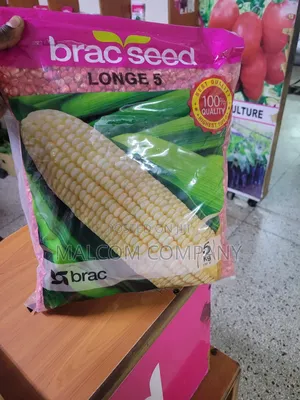Maize Seeds