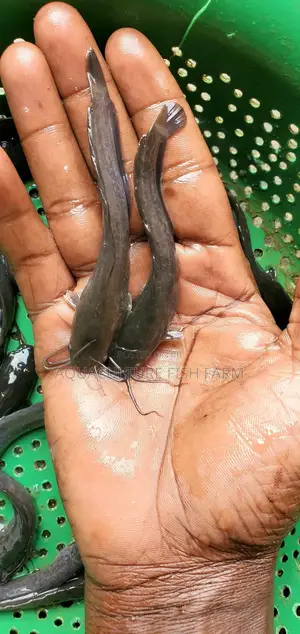Catfish Fingerlings 4 Grams, for Hatchery Management and Production.