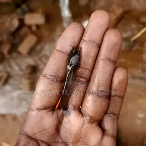 Catfish Fingerlings