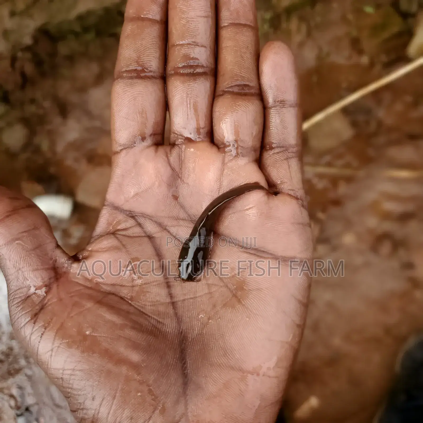 Catfish Fingerlings