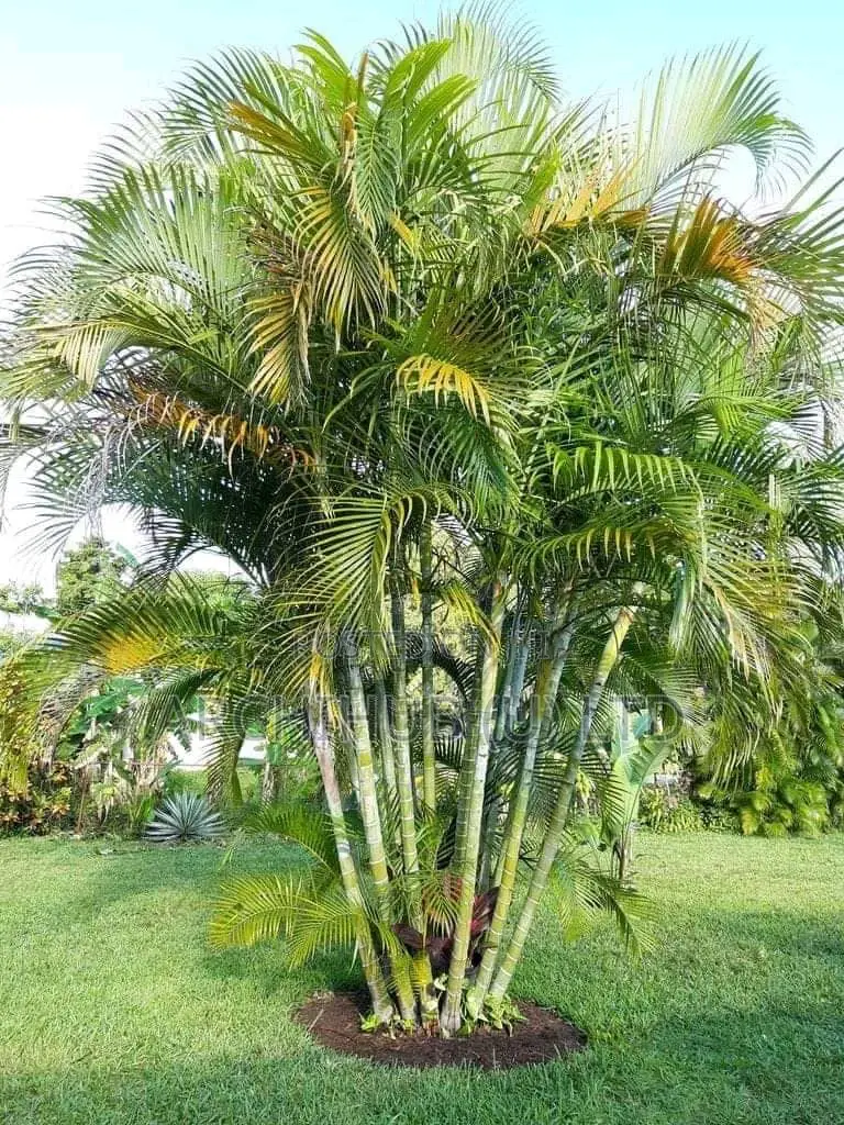 Compound Design