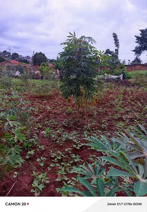 Commercial Plot