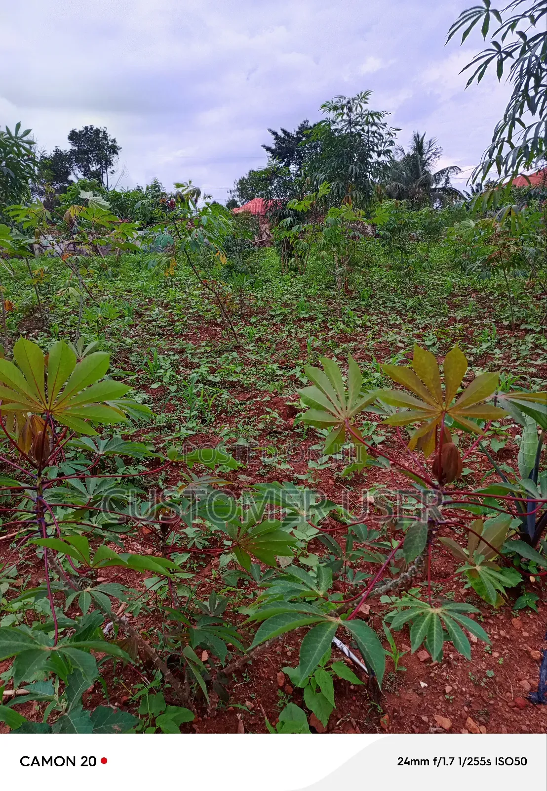 Commercial Plot