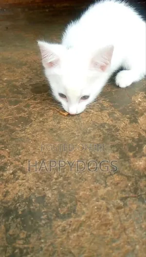 1-3 months Male Mixed Breed Exotic
