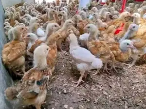 Brooded One Month Kroilers