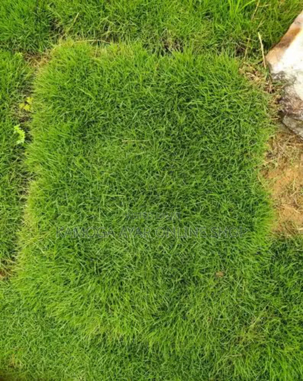 Natural Green Paspalum Grass