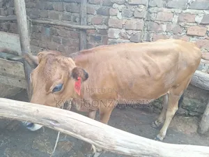 Cows Jersey Heifers