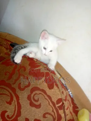 1-3 months Male Mixed Breed Cymric