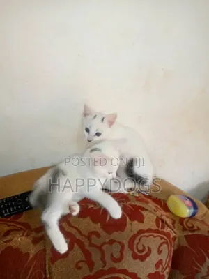 1-3 months Female Mixed Breed Exotic