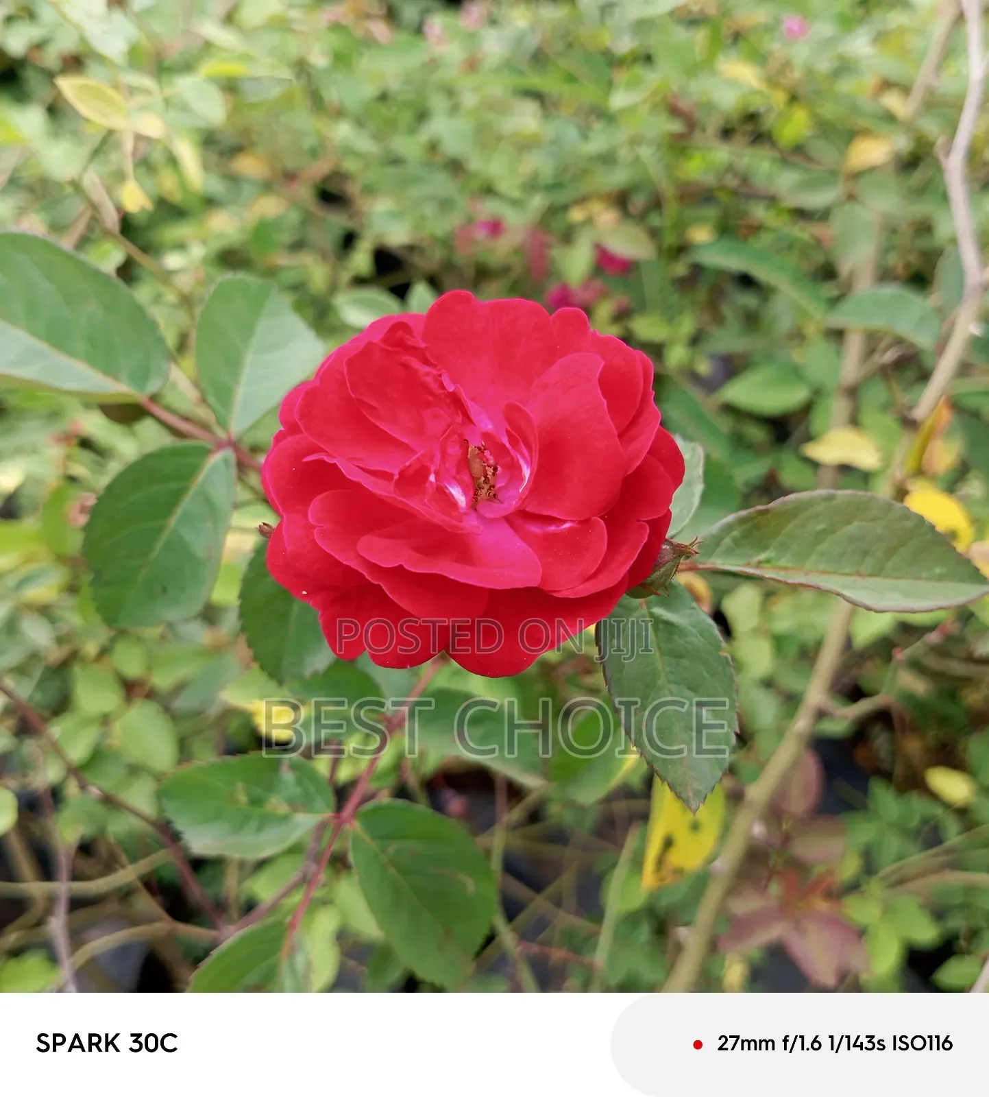 Red Roses Available at Our Fully Stocked Gardens.