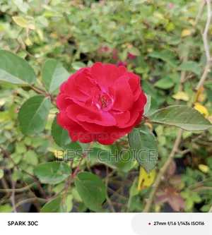 Red Roses Available at Our Fully Stocked Gardens.