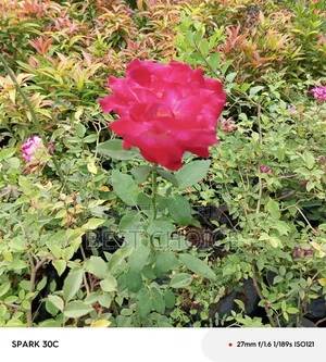 Red Roses Available at Our Fully Stocked Gardens.