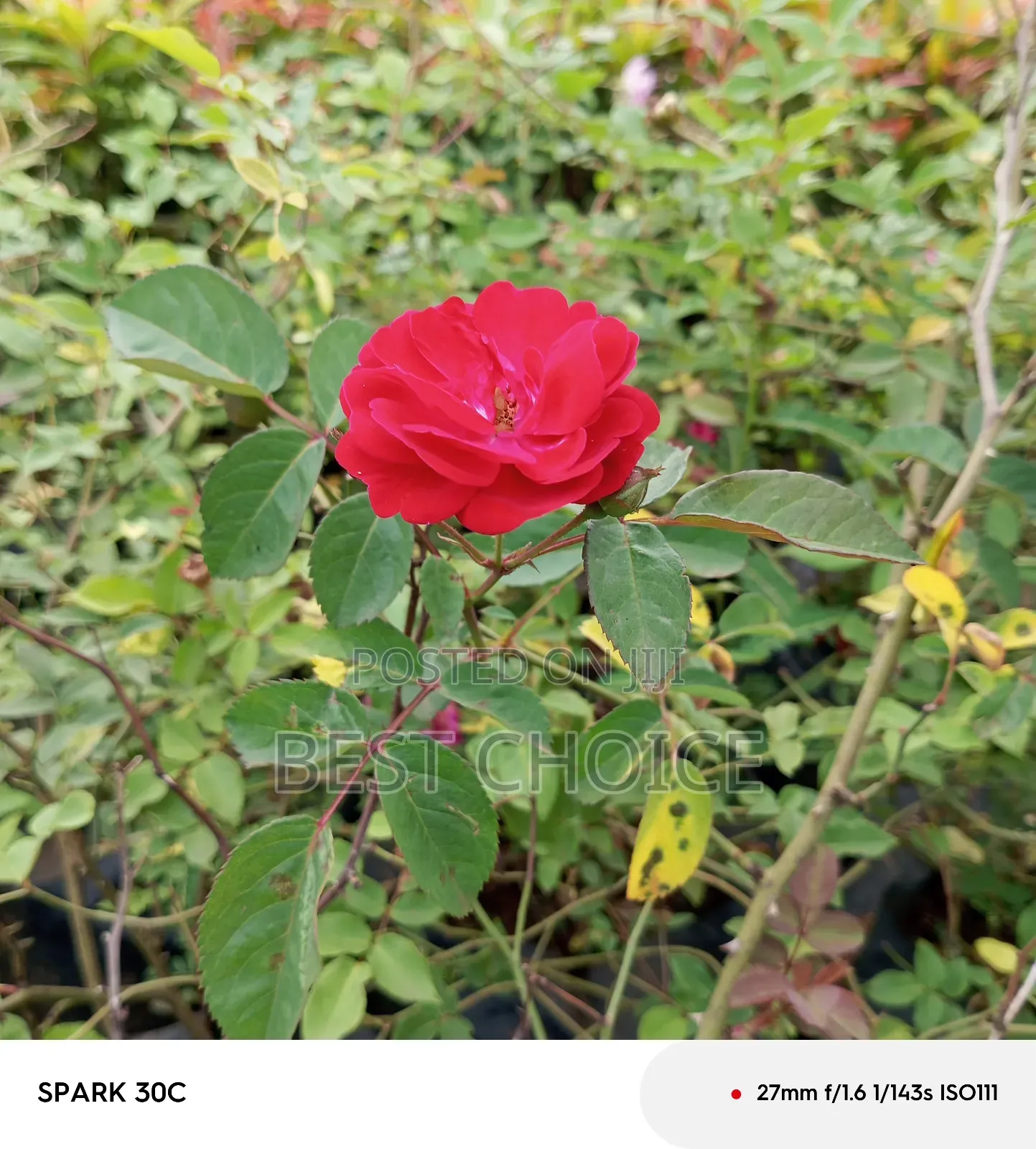 Red Roses Available at Our Fully Stocked Gardens.