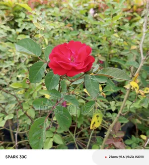Red Roses Available at Our Fully Stocked Gardens.