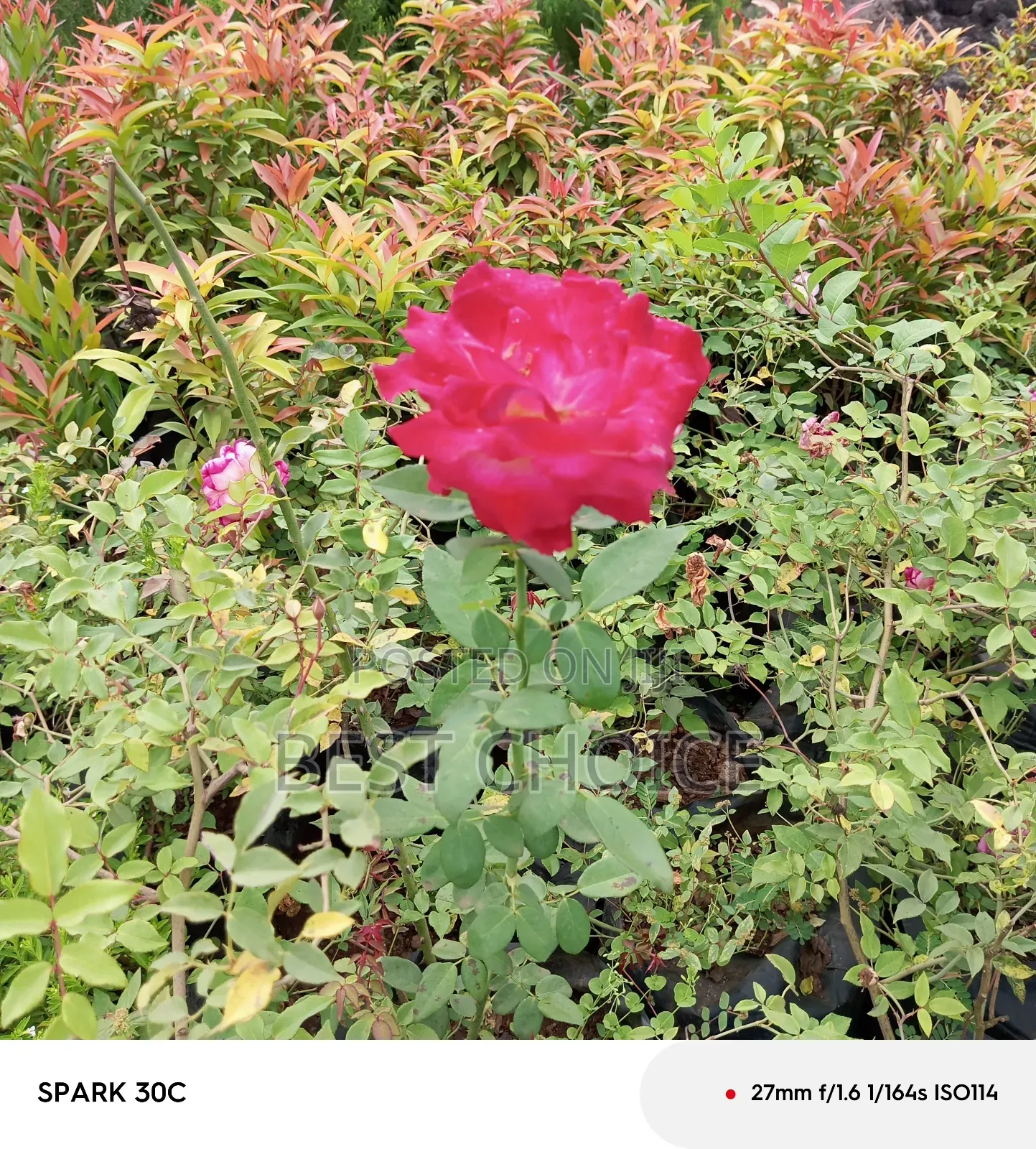 Red Roses Available at Our Fully Stocked Gardens.