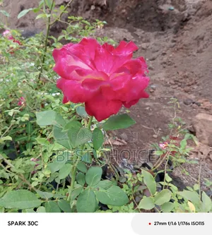 Red Roses Available at Our Fully Stocked Gardens.