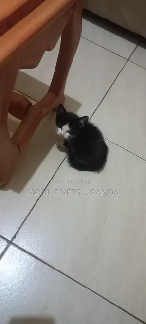 1-3 months Male Purebred American Bobtail