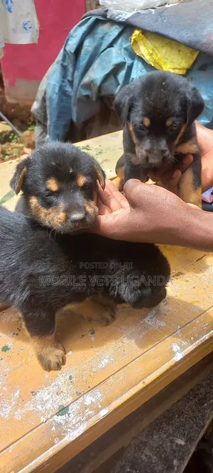 0-1 month Male Purebred German Shepherd