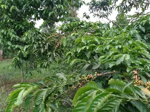 100 Acres for Sale in Kayunga-Buguvu Busana Rd 20m Per Each