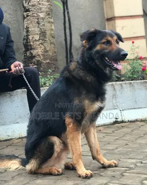 6-12 months Male Purebred German Shepherd