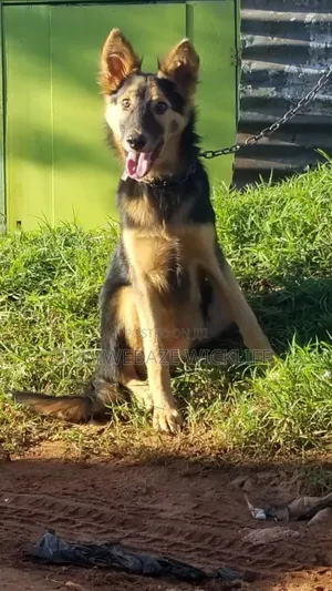 6-12 months Male Purebred German Shepherd