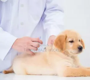 Dog Vet Doctor