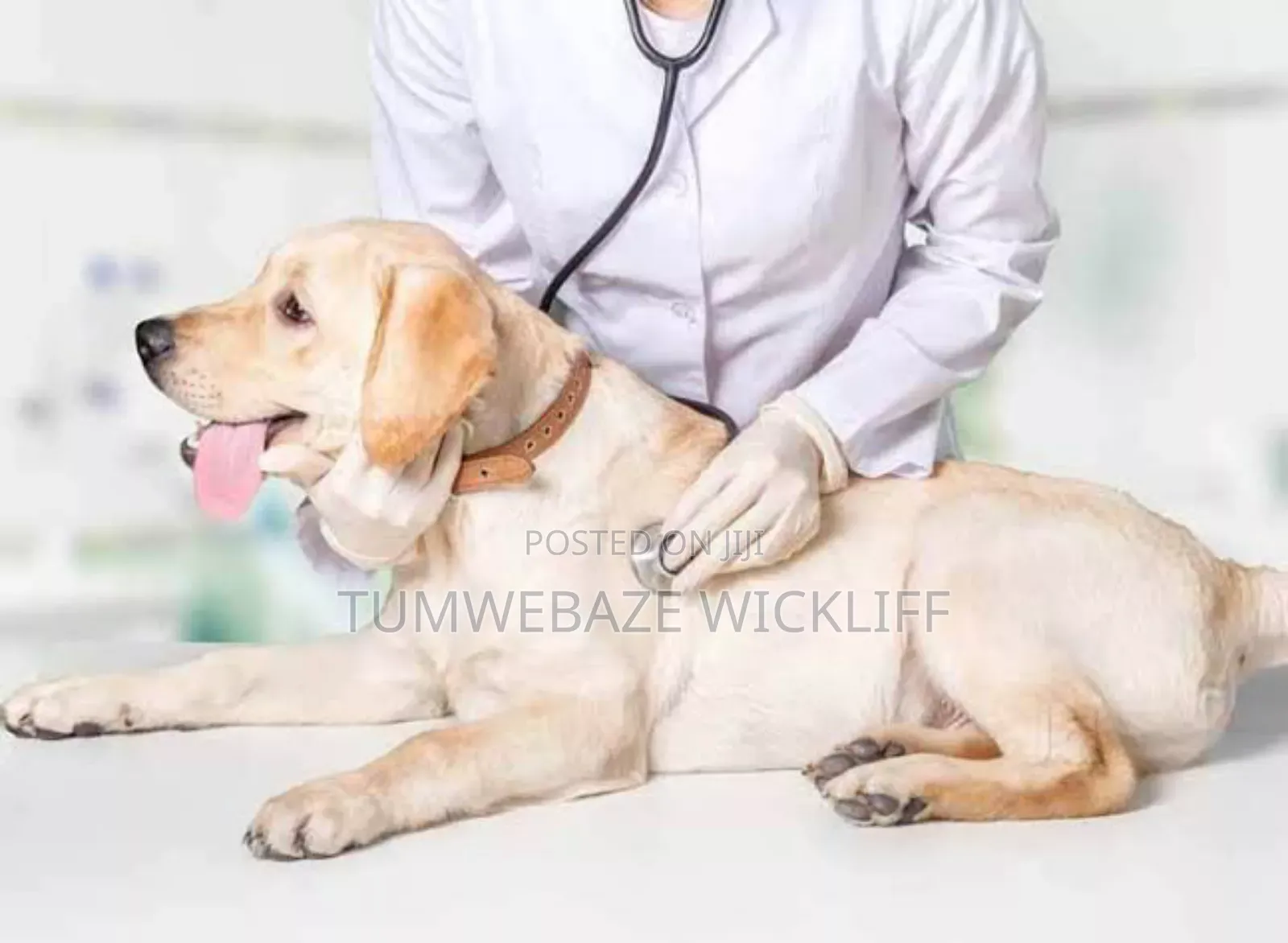 Dog Vet Doctor