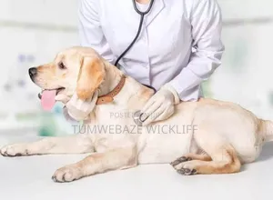 Dog Vet Doctor