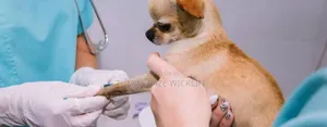 Dog Vet Doctor