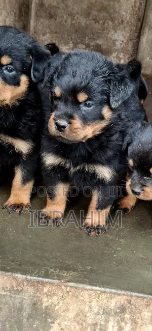 1-3 months Male Purebred Rottweiler