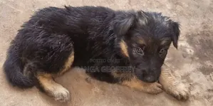 1-3 months Male Purebred German Shepherd