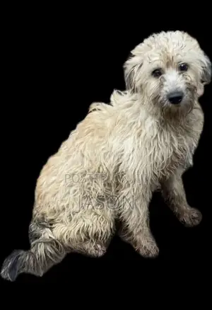 3-6 months Male Purebred Maltese