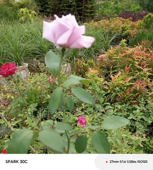 Pink Roses Available at Our Fully Stocked Gardens