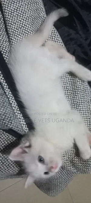 1-3 months Male Purebred American Bobtail