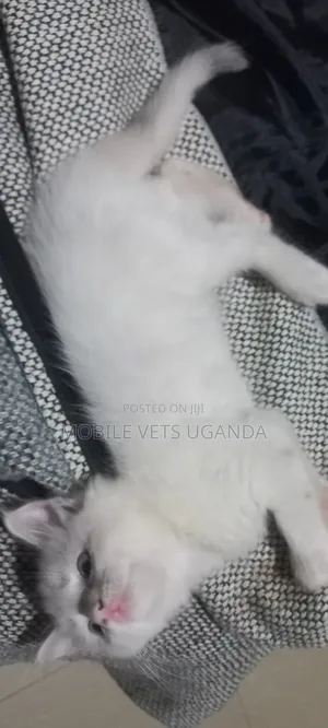 0-1 month Male Purebred Burmilla