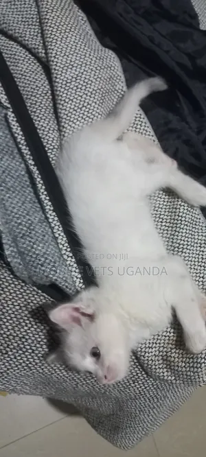 1-3 months Female Purebred Norwegian Forest
