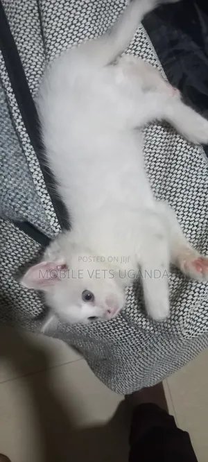 1-3 months Female Purebred Somali