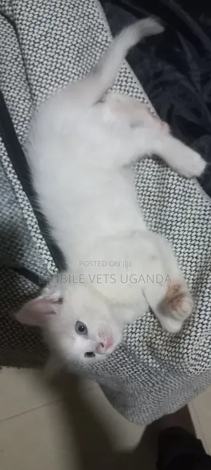 3-6 months Male Purebred American Wirehair