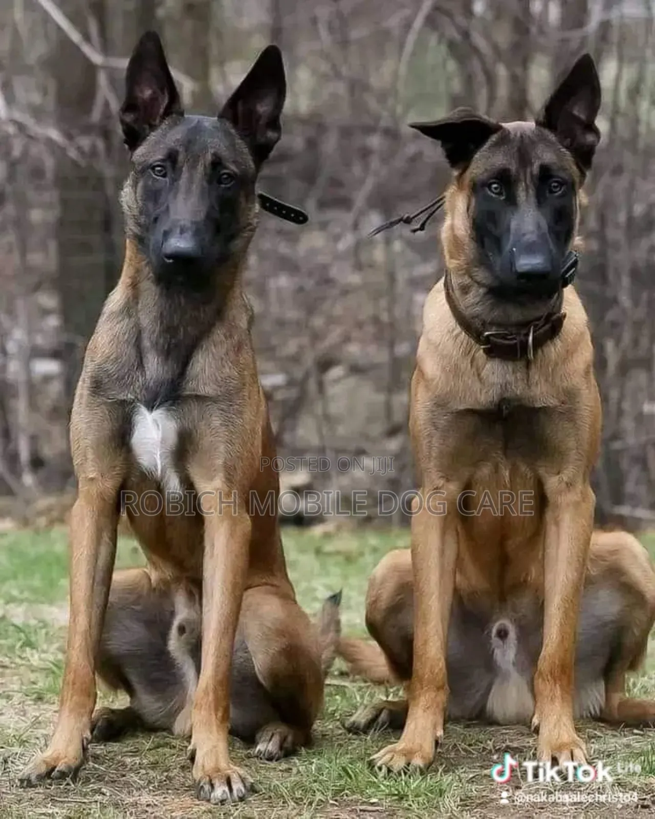 The Dog Expert