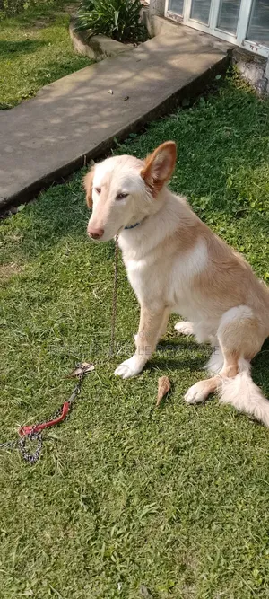 The Dog Expert