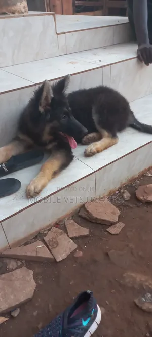 1-3 months Male Purebred German Shepherd