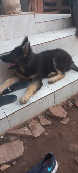 3-6 months Female Purebred German Shepherd