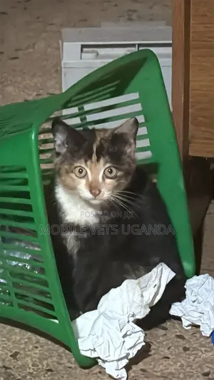 3-6 months Female Purebred British Shorthair