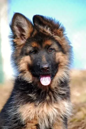 1-3 months Male Purebred German Shepherd
