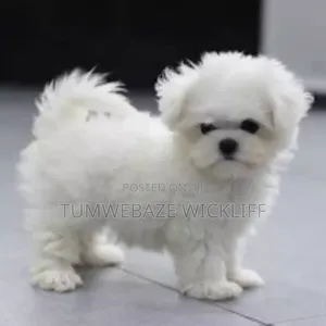 1-3 months Male Purebred Maltese